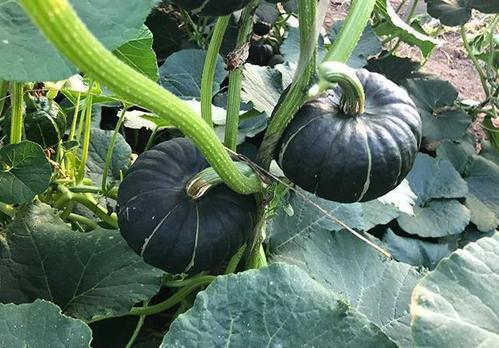 热门吃瓜网红排行榜,揭秘网络红人幕后故事  第1张